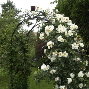 Biały, kremowy z żółtymi pylnikami - róża pnąca climber